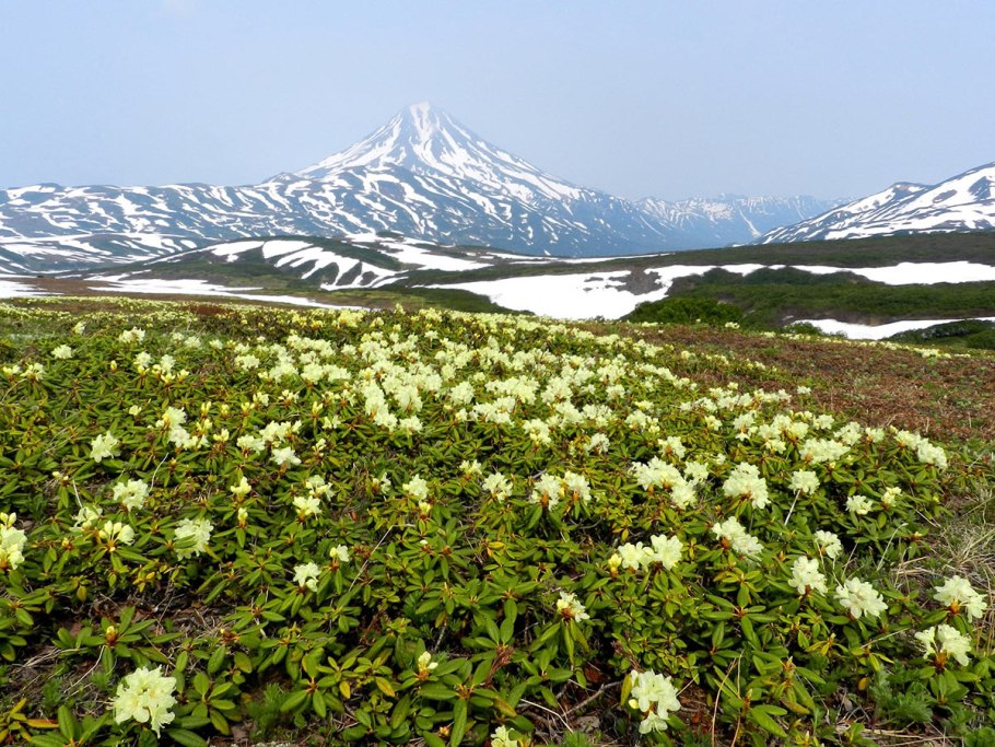 Горная тундра Камчатки
