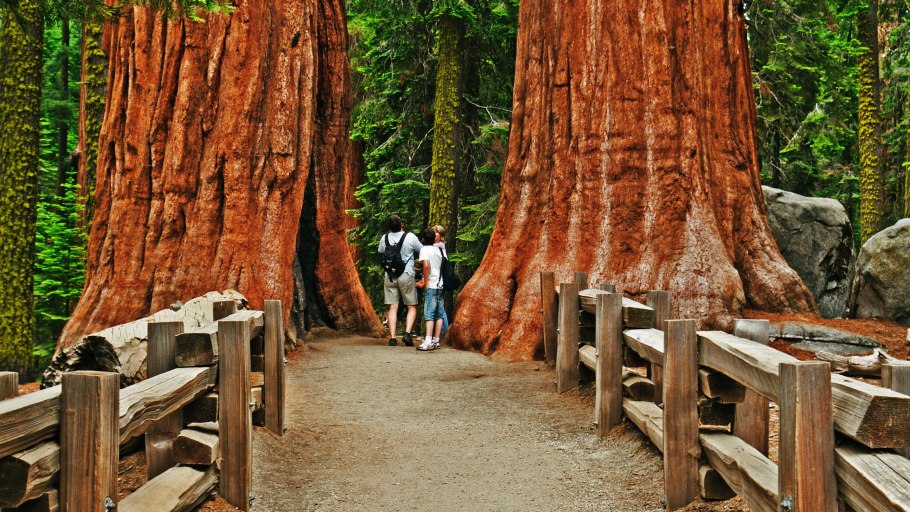 Giant forest. Парк Секвойя Калифорния. Национальный парк Секвойя США. Йеллоустоун Секвойя парк. Парк Секвойя Калифорния осенний.