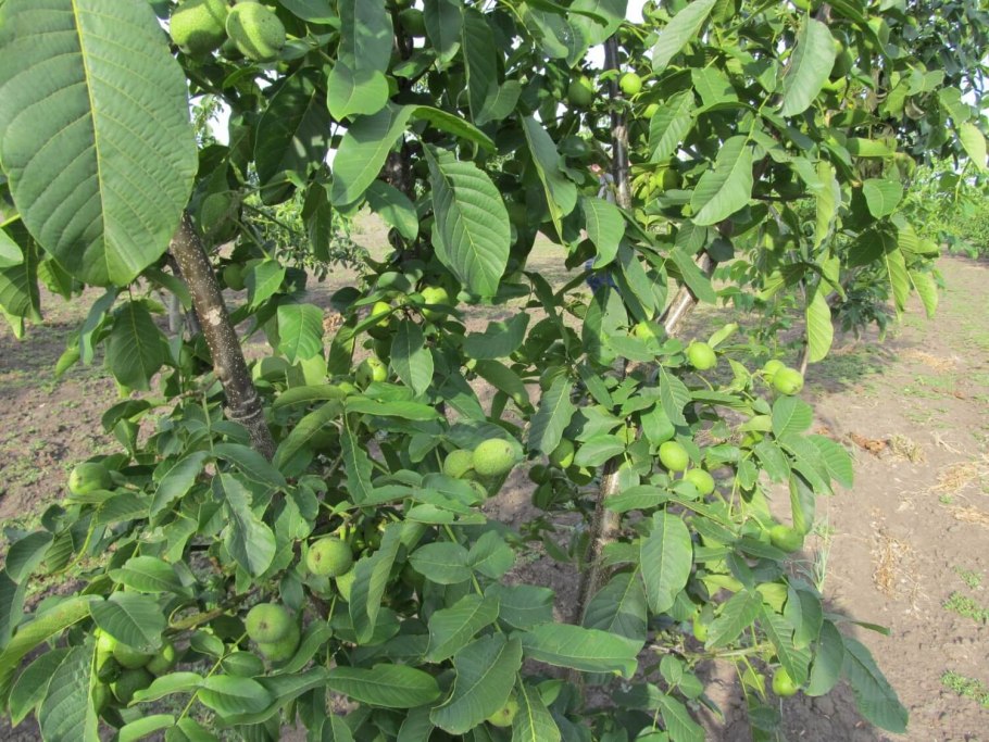 Грецкий орех Чандлер