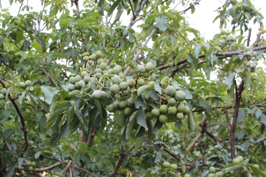 Орех Кочерженко