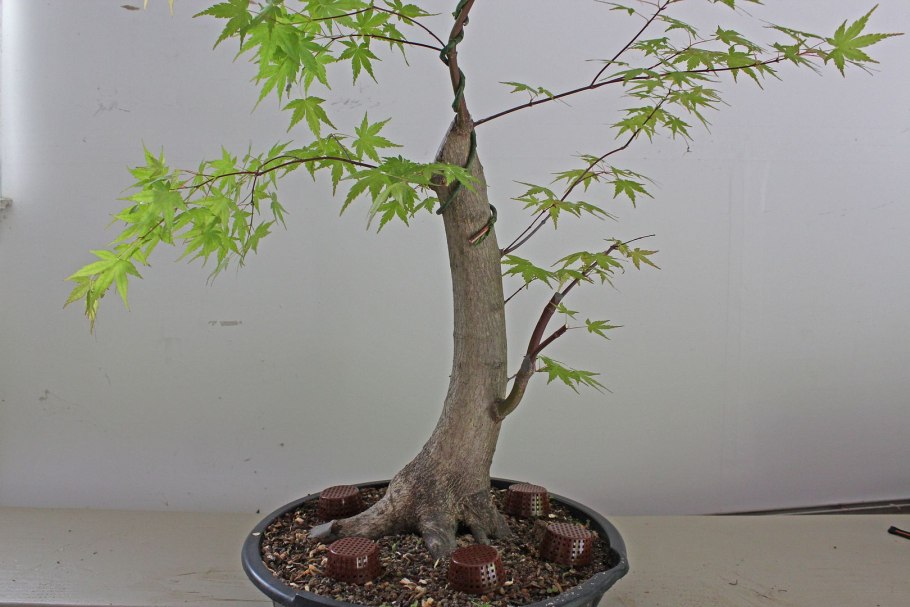 Грецкий орех бонсай