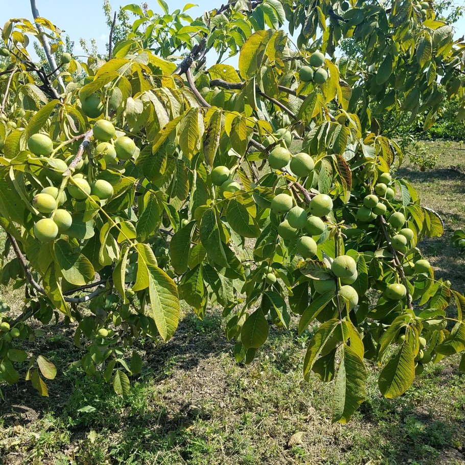 Грецкий орех саженцы Левина скороплодный