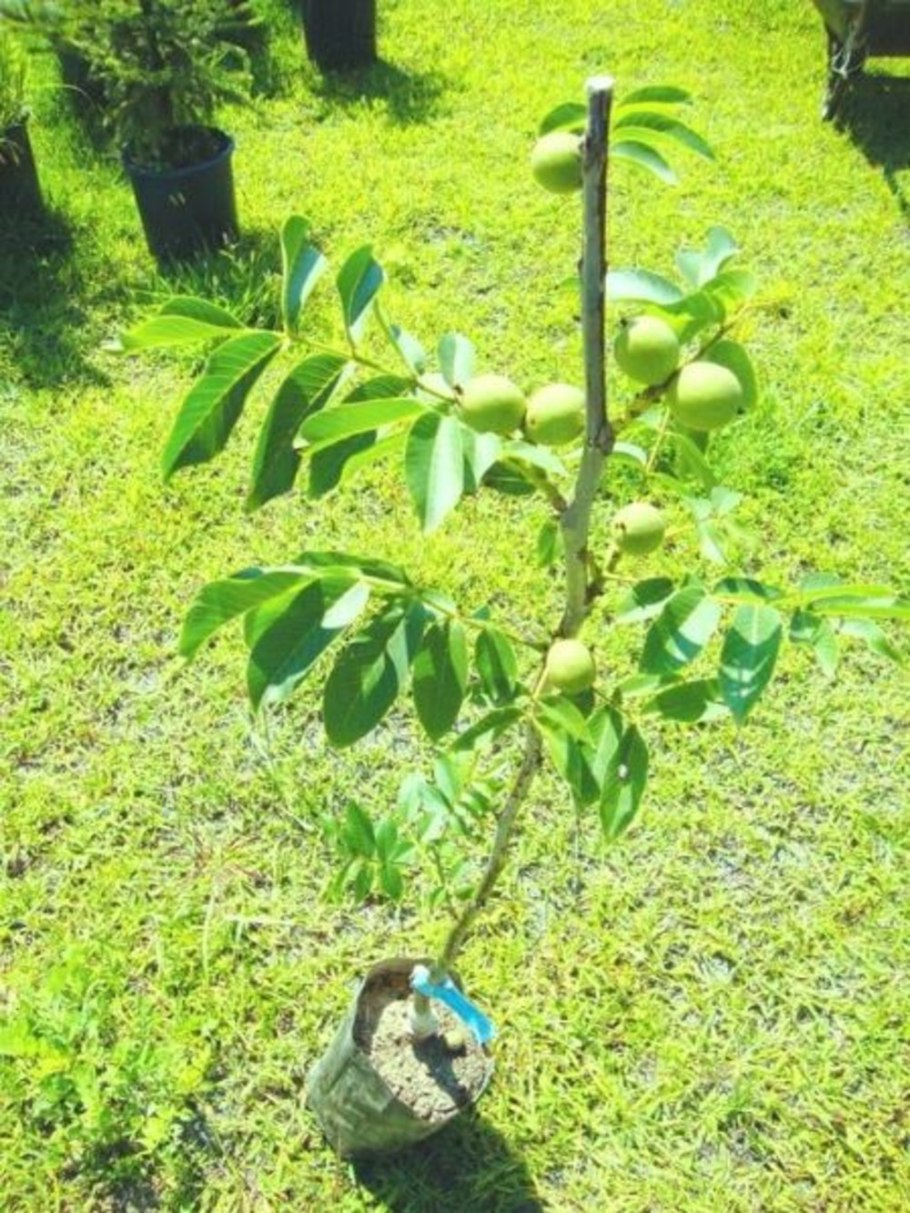 Авокадо бонсай