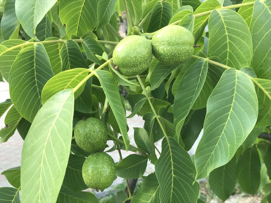 Грецкий орех великан