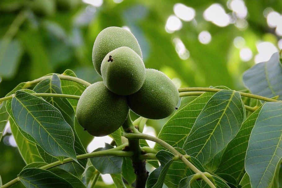 Орех грецкий скороплодный