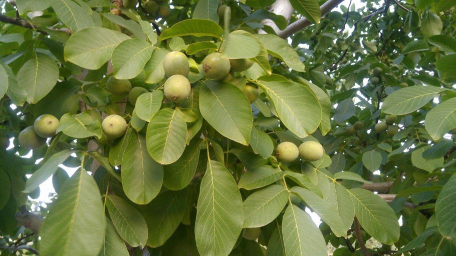 Орех грецкий (Juglans Regia)