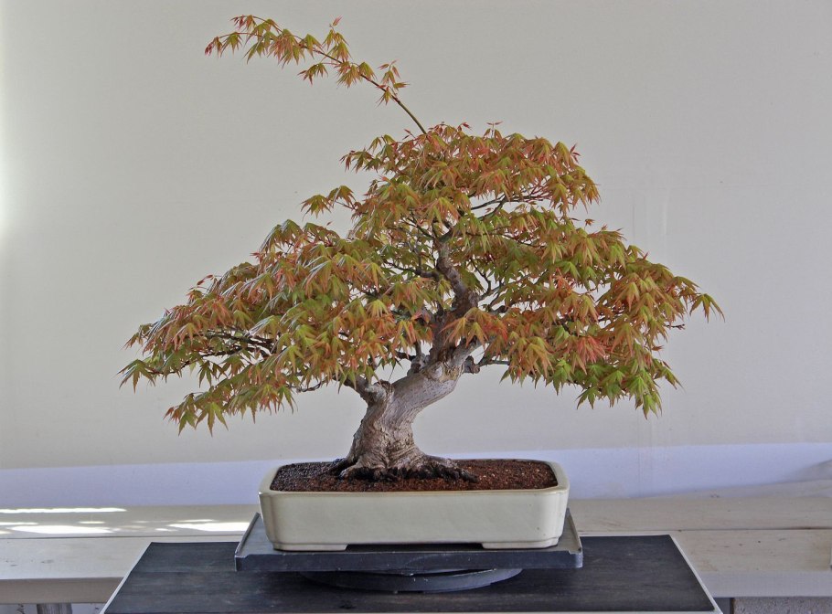 Граб Чоноски