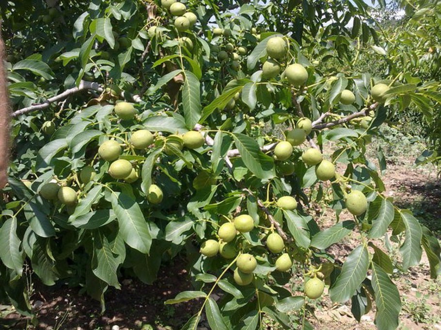 Саженцы ореха Чандлер