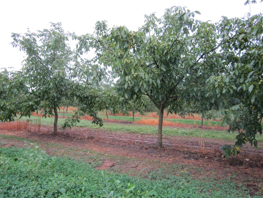 Саженец колоновидного грецкого ореха