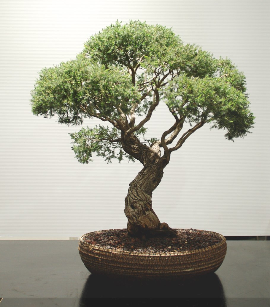 Орех грецкий (Juglans Regia)