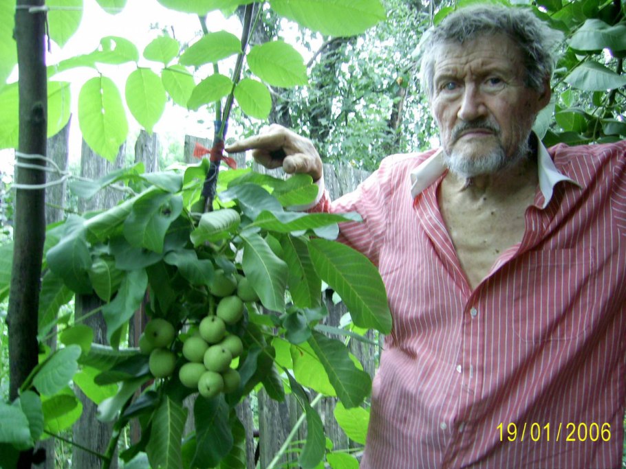 Орех грецкий скороплодный и.п.Левина