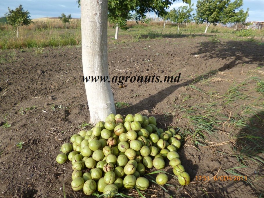 Ореховый сад Чандлер