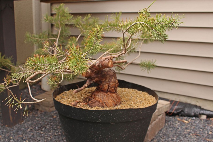 Сосна обыкновенная топ хэт