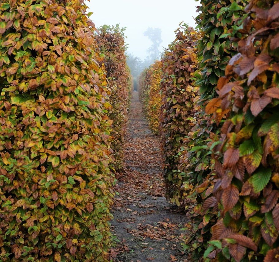 Граб фасад граб