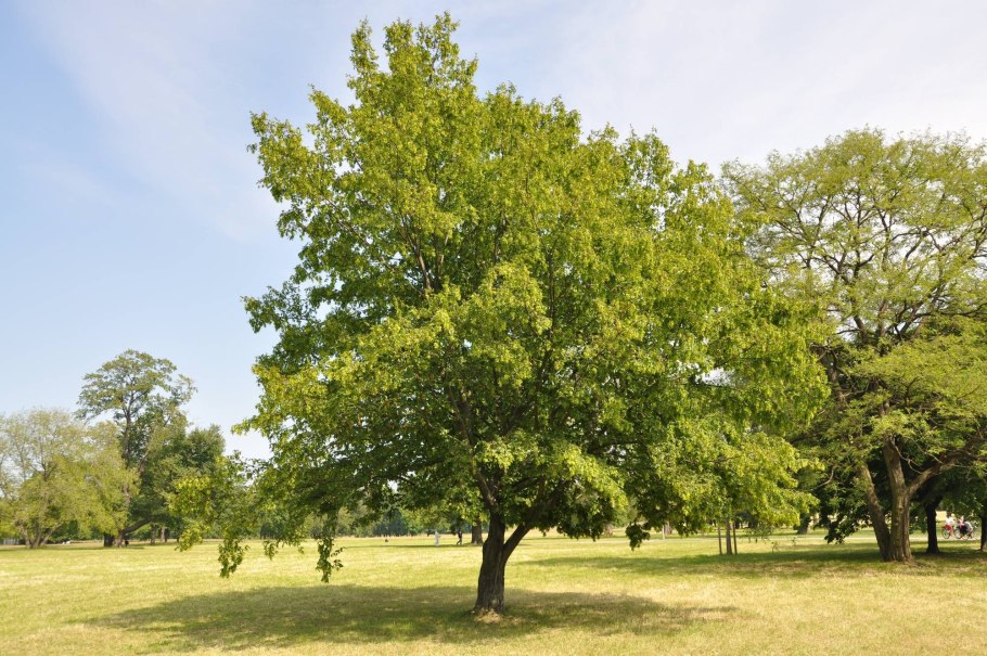 Граб обыкновенный Carpinus betulus