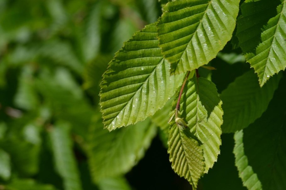 Граб обыкновенный — Сarpinus betulus