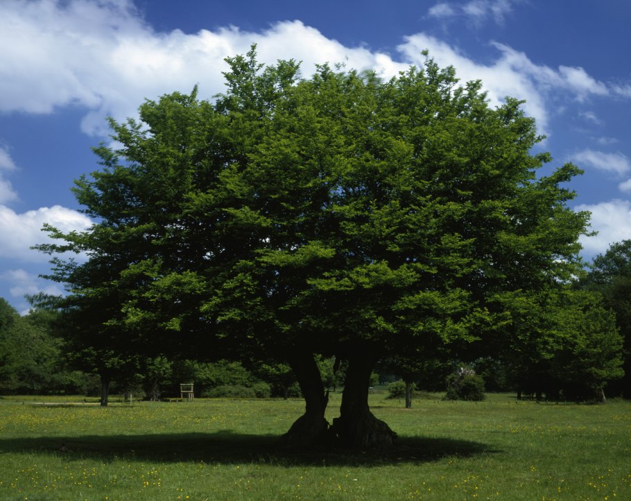 Граб обыкновенный Carpinus betulus