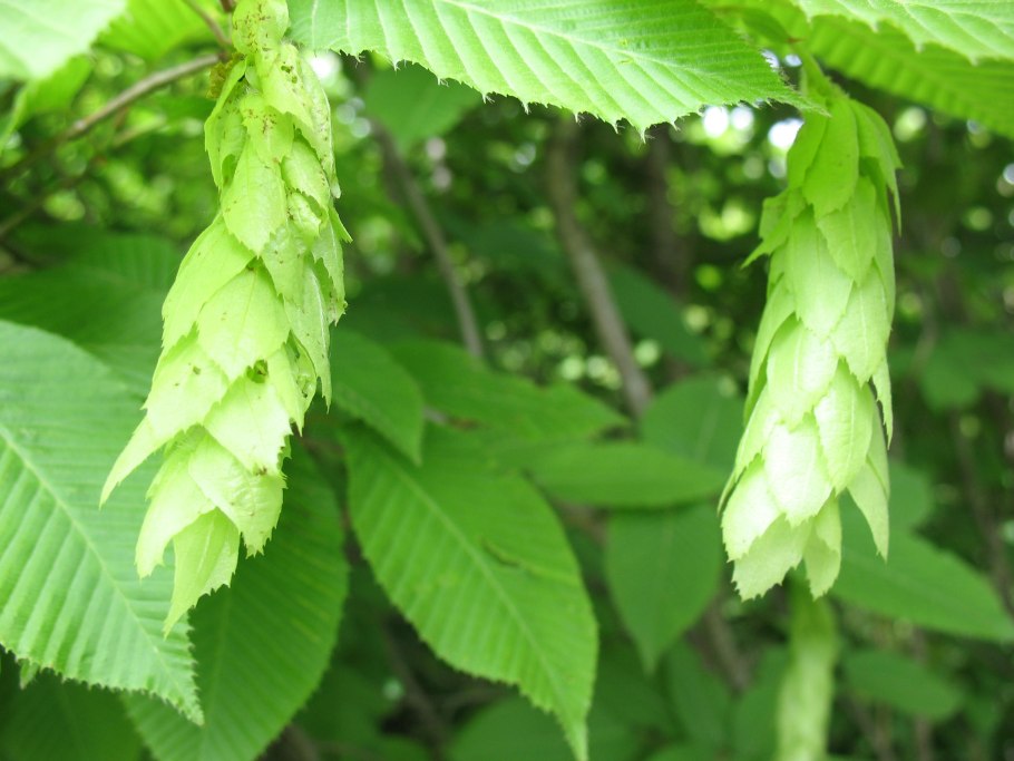 Граб обыкновенный Carpinus betulus