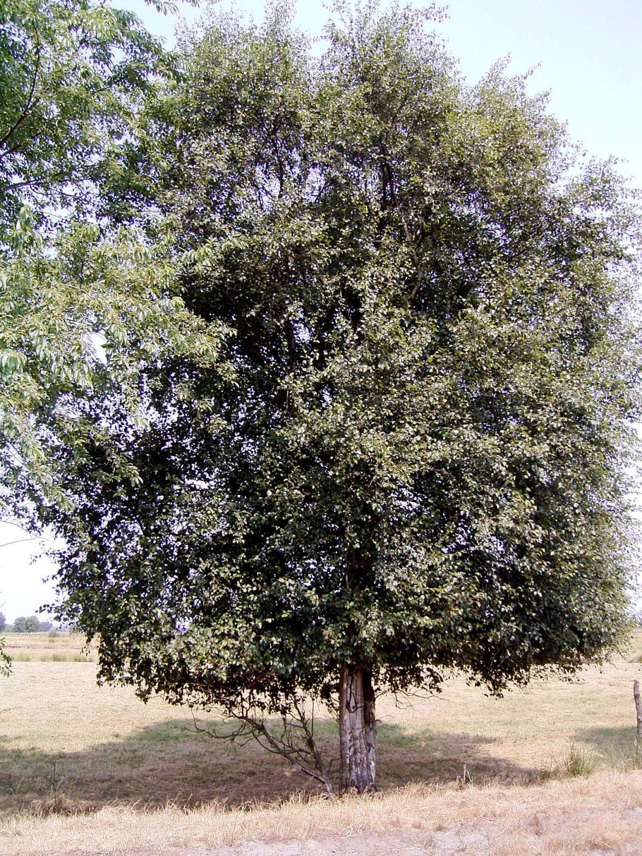 Береза пушистая Betula pubescens