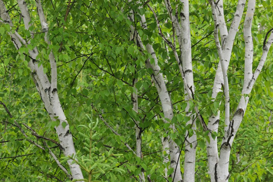 Семейство Betulaceae – березовые