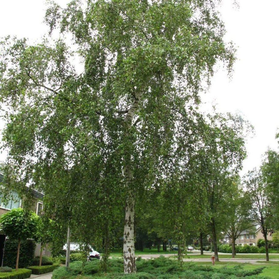 Берёза бородавчатая (Betula verrucosa)