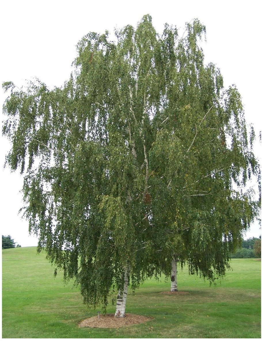 Береза бумажная Betula papyrifera