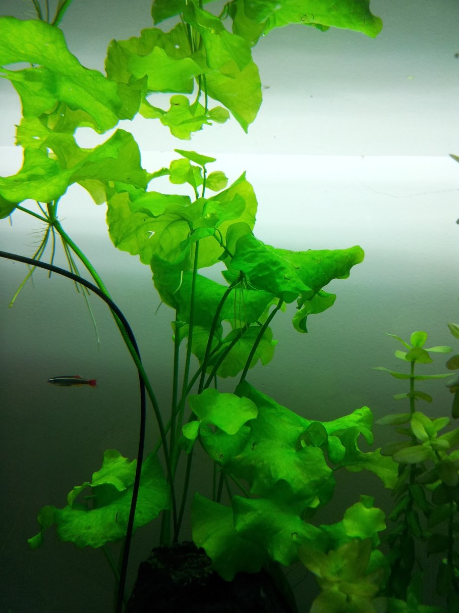 Нимфея Лотос аквариумное растение