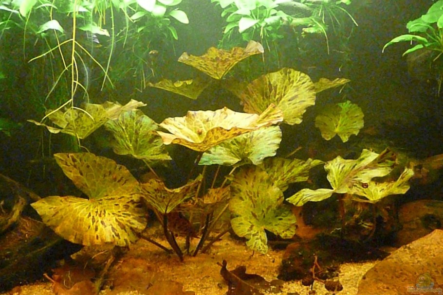 Нимфея кувшинка аквариумное растение