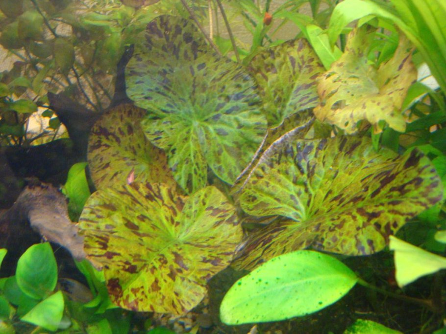 Нимфея микранта аквариумное растение