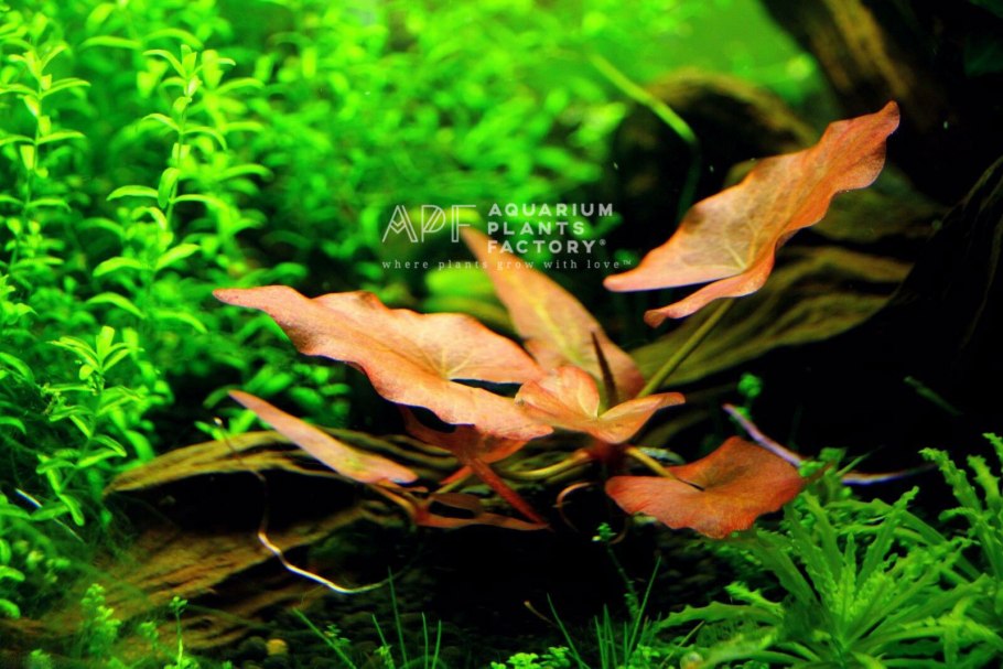 Нимфея тигровая Грин