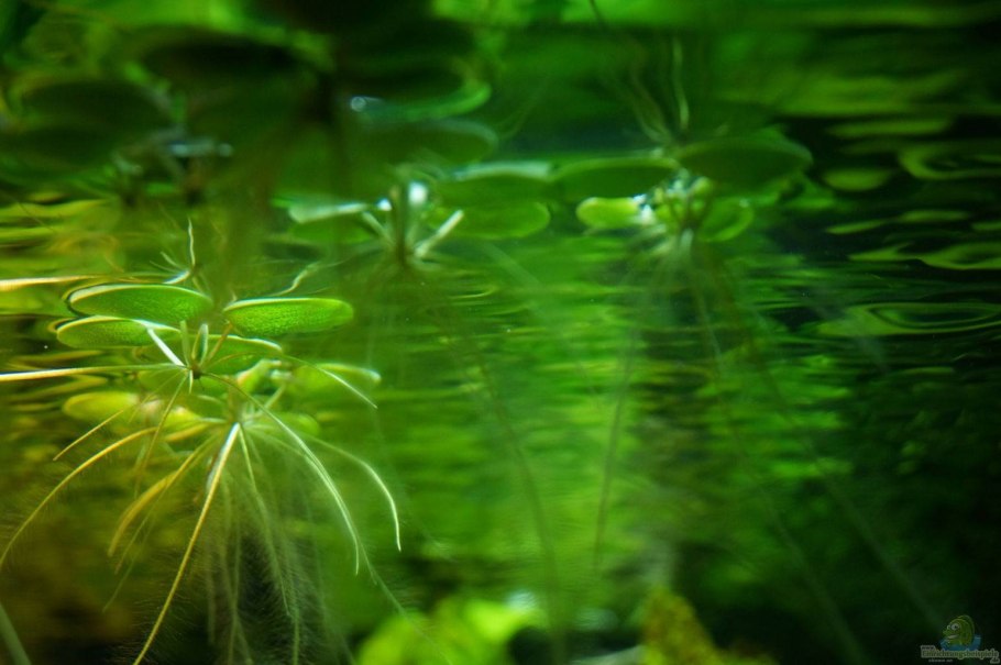 Нимфея Рубра