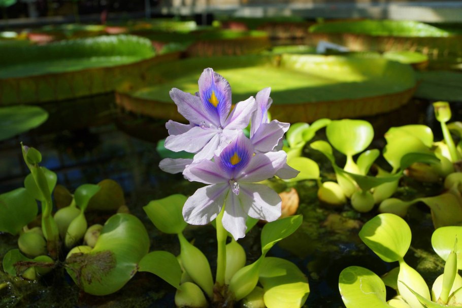Nymphaea caerulea