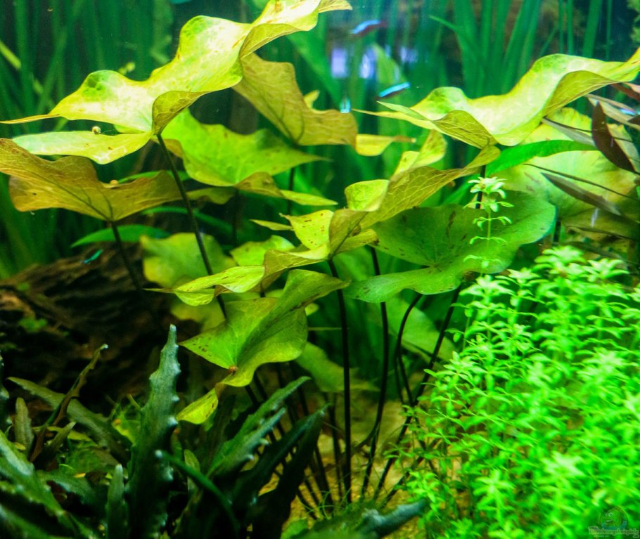 Нимфея стеллата аквариумное растение