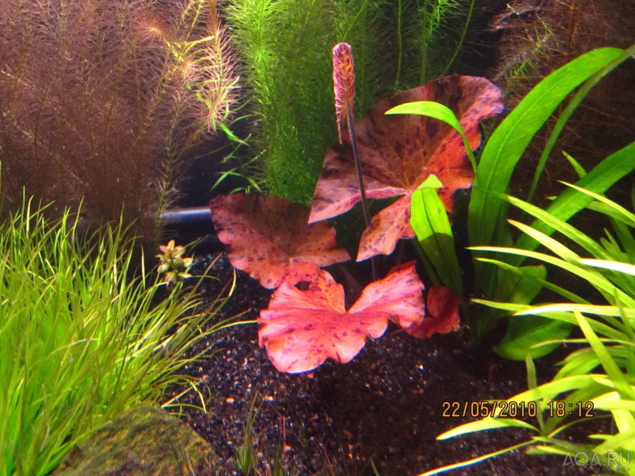 Нимфея стеллата