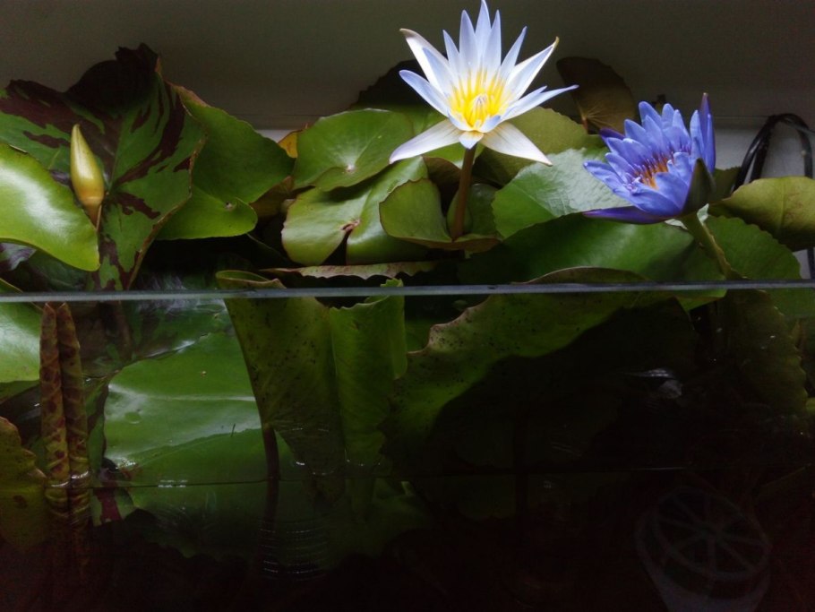 Нимфея микранта живородящая