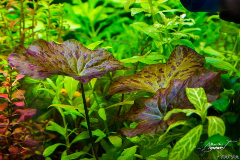 Нимфея карликовая Сантарем