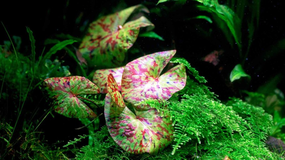 Нимфея микранта (nymphaea micrantha.)