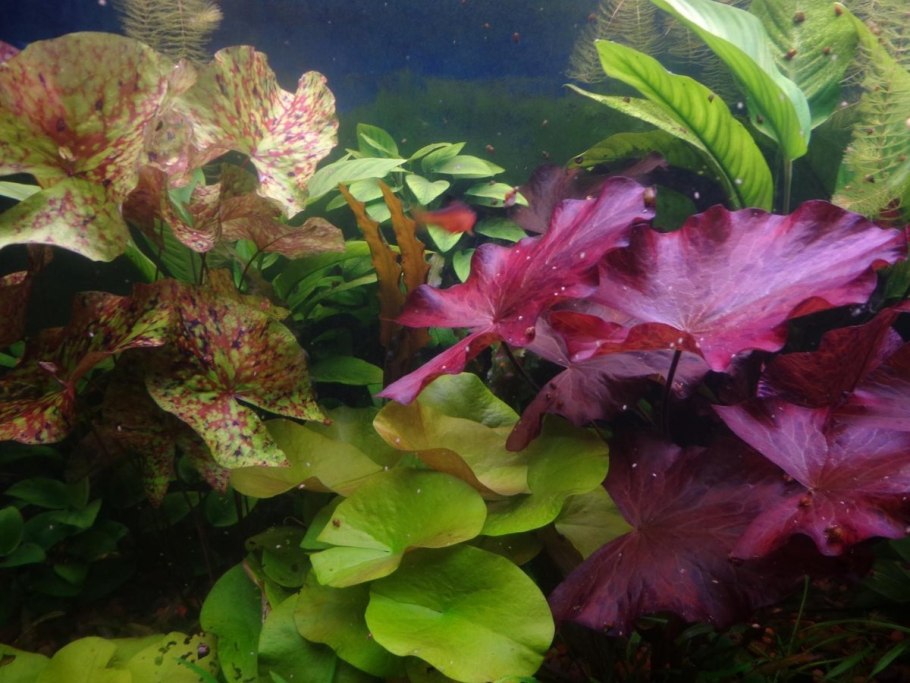 Нимфея тигровая красная (Nymphaea Lotus Red)