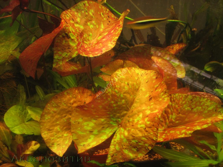 Нимфея Лотос аквариумное растение
