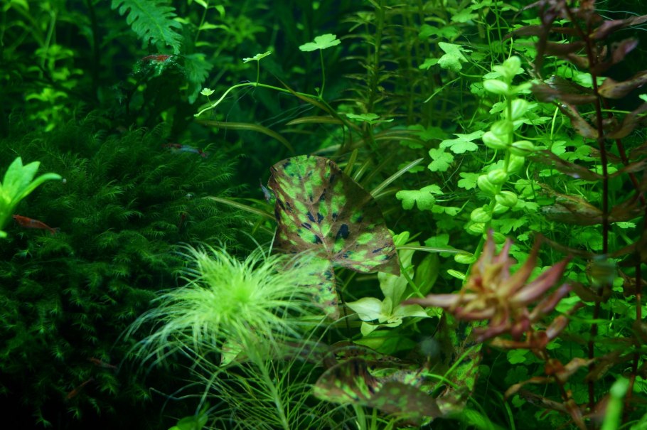 Нимфея краснолистная