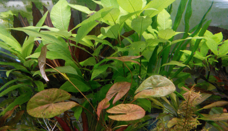 Эйхорния крассипес