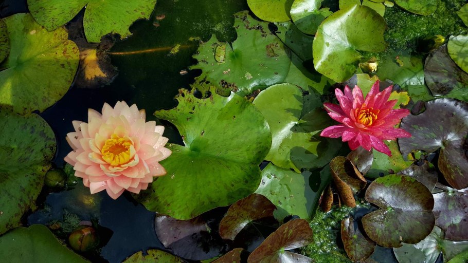 Нимфея краснолистная