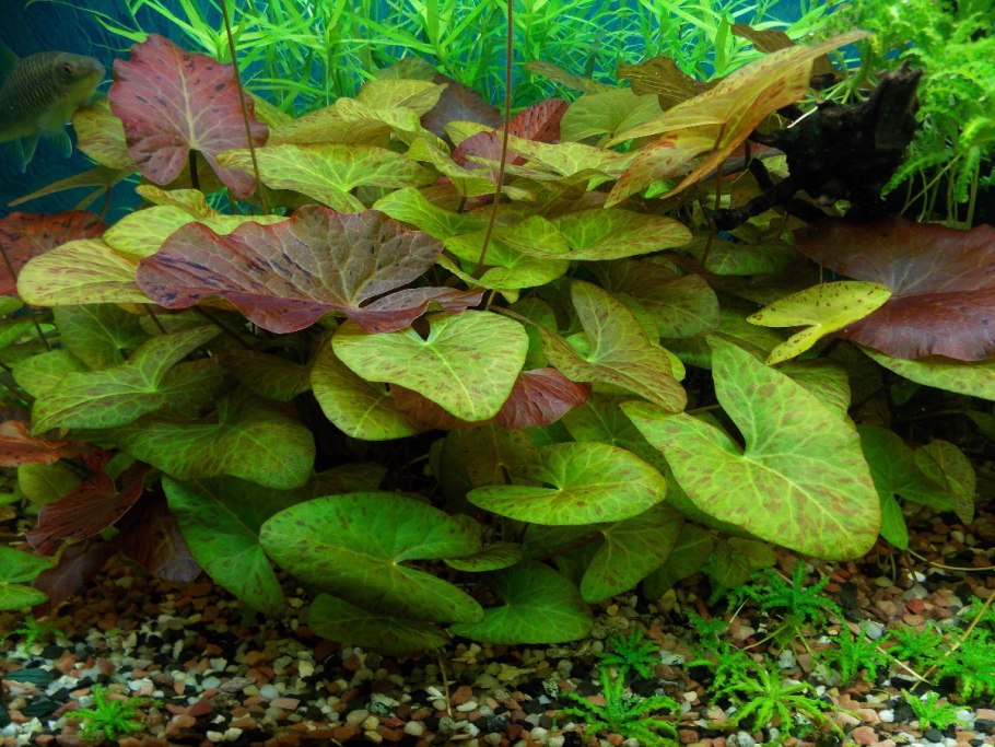 Нимфея зеленая