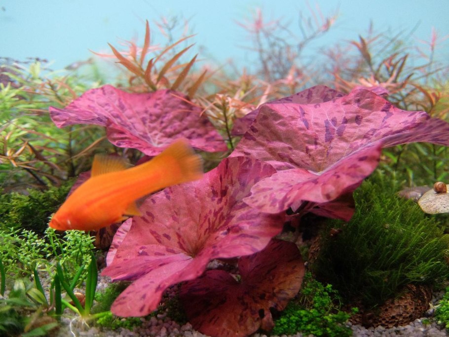 Водяные растения для аквариума нимфея