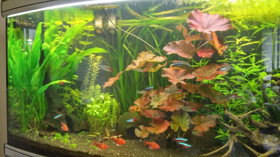 Нимфея тигровая аквариумное