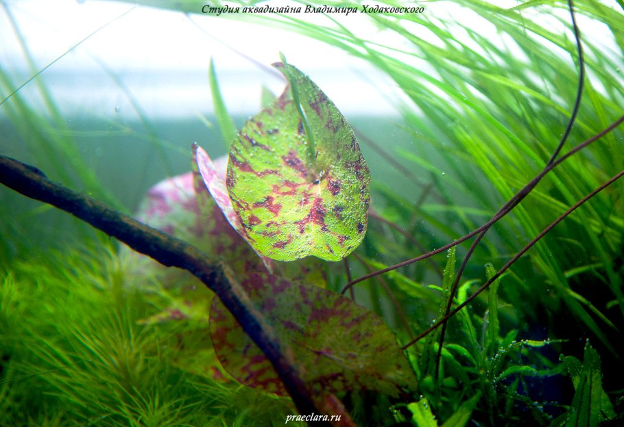 Растения Вэл