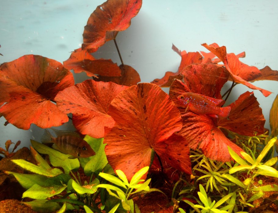 Нимфея тигровая красная (Nymphaea Lotus Red)