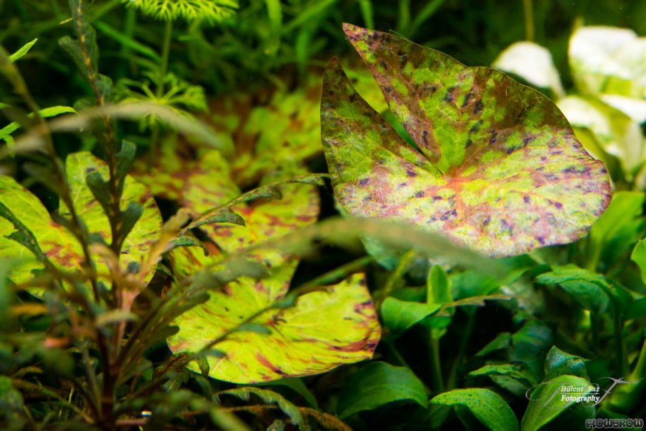 Нимфея тигровая