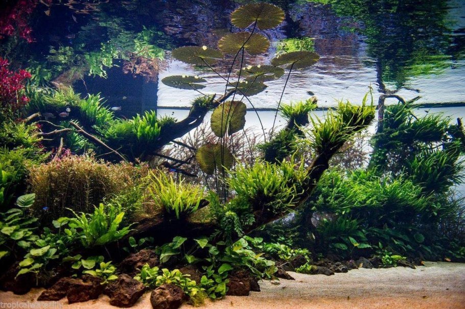 Нимфоидес аквариумное растение