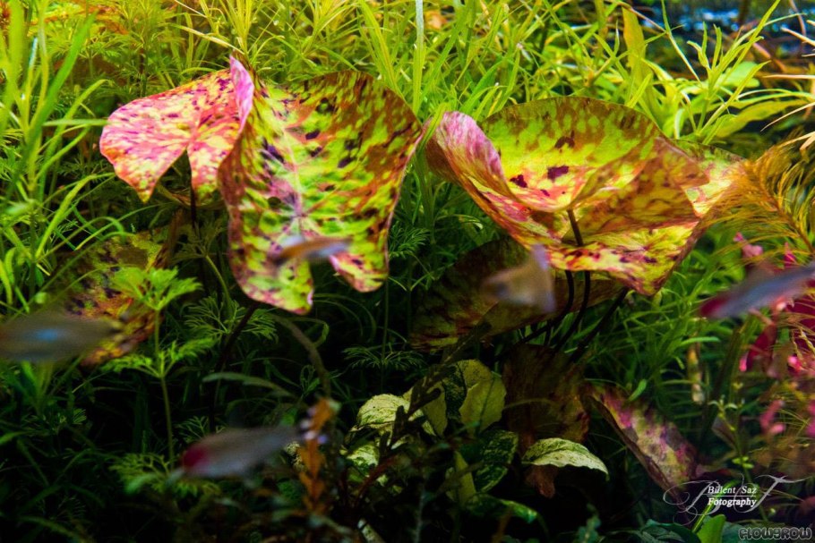 Нимфея зеленая